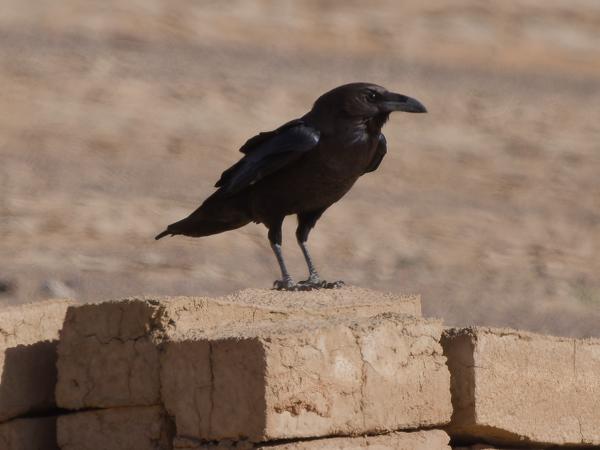 <h3><a href="/trips/marokko/biota/animalia/chordata/aves/040 passeriformes/054 corvidae/corvus ruficollis/corvus ruficollis-nl.html">Corvus&nbsp;ruficollis</a> / Brown‑necked&nbsp;raven / Bruinnekraaf</h3>OM-1 Mark II met OLYMPUS M.150-400mm F4.5 TC, 1/2000 sec  bij F5.6, ISO 320, afstand 63.6&nbsp;m
